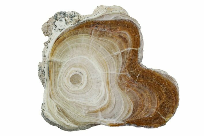 Polished Aragonite Stalactite Slice - Morocco #255306